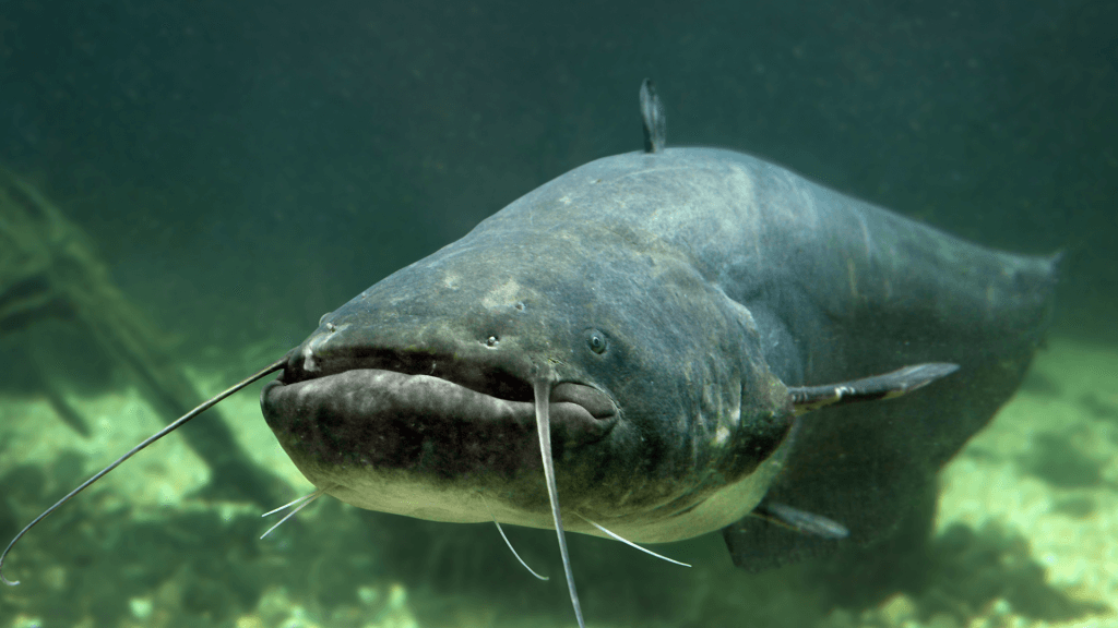 Lake Tawakoni Catfishing | Trophy Blue Catfish | Daniel Armstrong